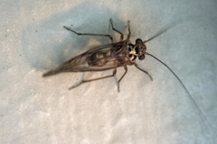 Psocidae