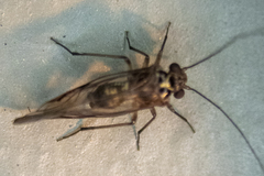 Psocidae