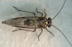 Psocidae