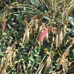 Saponaria sicula