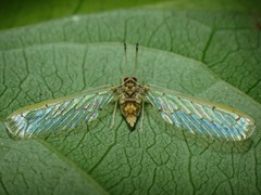 Peggiopsis