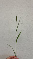 Setaria viridis