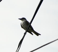 Tyrannus dominicensis