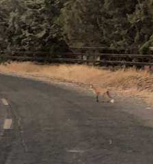 Vulpes vulpes patwin