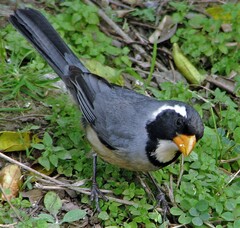 Saltator aurantiirostris