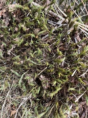 Polytrichum formosum