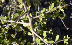 Searsia pterota
