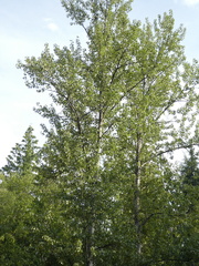Populus trichocarpa