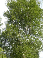 Betula papyrifera