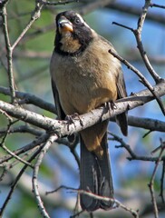 Saltator aurantiirostris