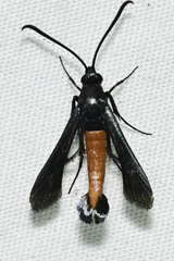 Synanthedon geliformis