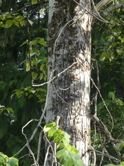 Populus trichocarpa