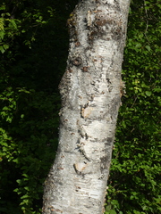 Betula papyrifera