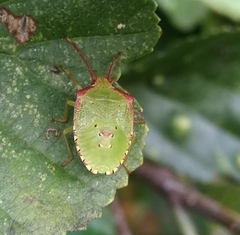 Acanthosoma haemorrhoidale