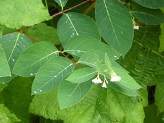 Apocynum androsaemifolium