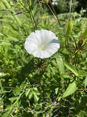 Calystegia