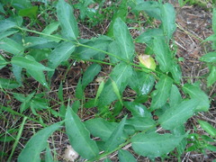 Vincetoxicum hirundinaria