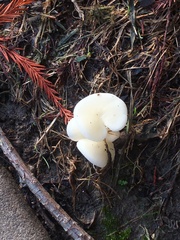 Pleurocybella porrigens