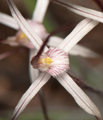 Caladenia varians
