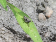 Tetrigoidea