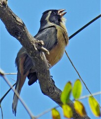 Saltator aurantiirostris