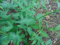 Vincetoxicum hirundinaria