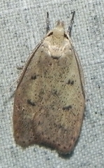 Machimia tentoriferella