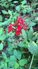 Lobelia cardinalis