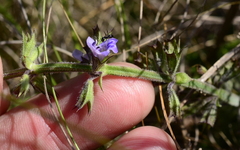 Salvia runcinata