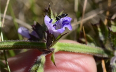 Salvia runcinata
