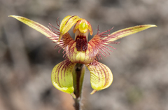 Caladenia discoidea