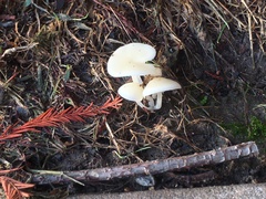 Pleurocybella porrigens