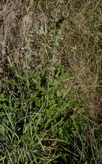 Salvia runcinata