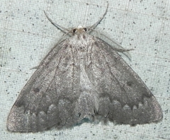 Nepytia canosaria