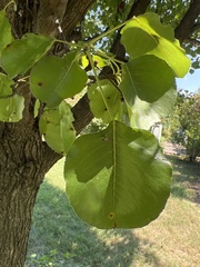 Pyrus calleryana