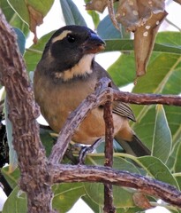 Saltator aurantiirostris