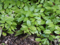 Streptopus lanceolatus