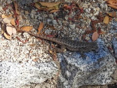 Sceloporus occidentalis longipes
