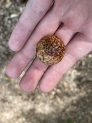 Amphibolips quercusjuglans