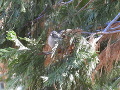 Baeolophus inornatus