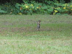 Urocitellus columbianus