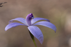 Cyanicula sericea