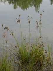 Scirpus cyperinus