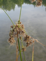 Scirpus cyperinus