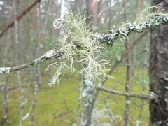 Usnea hirta