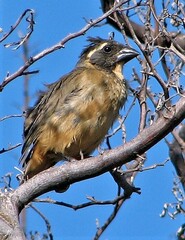 Saltator aurantiirostris