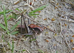 Atlanticus testaceus