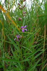 Lythrum virgatum