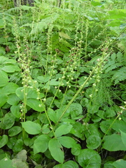 Pyrola asarifolia