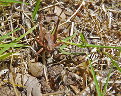 Atlanticus testaceus